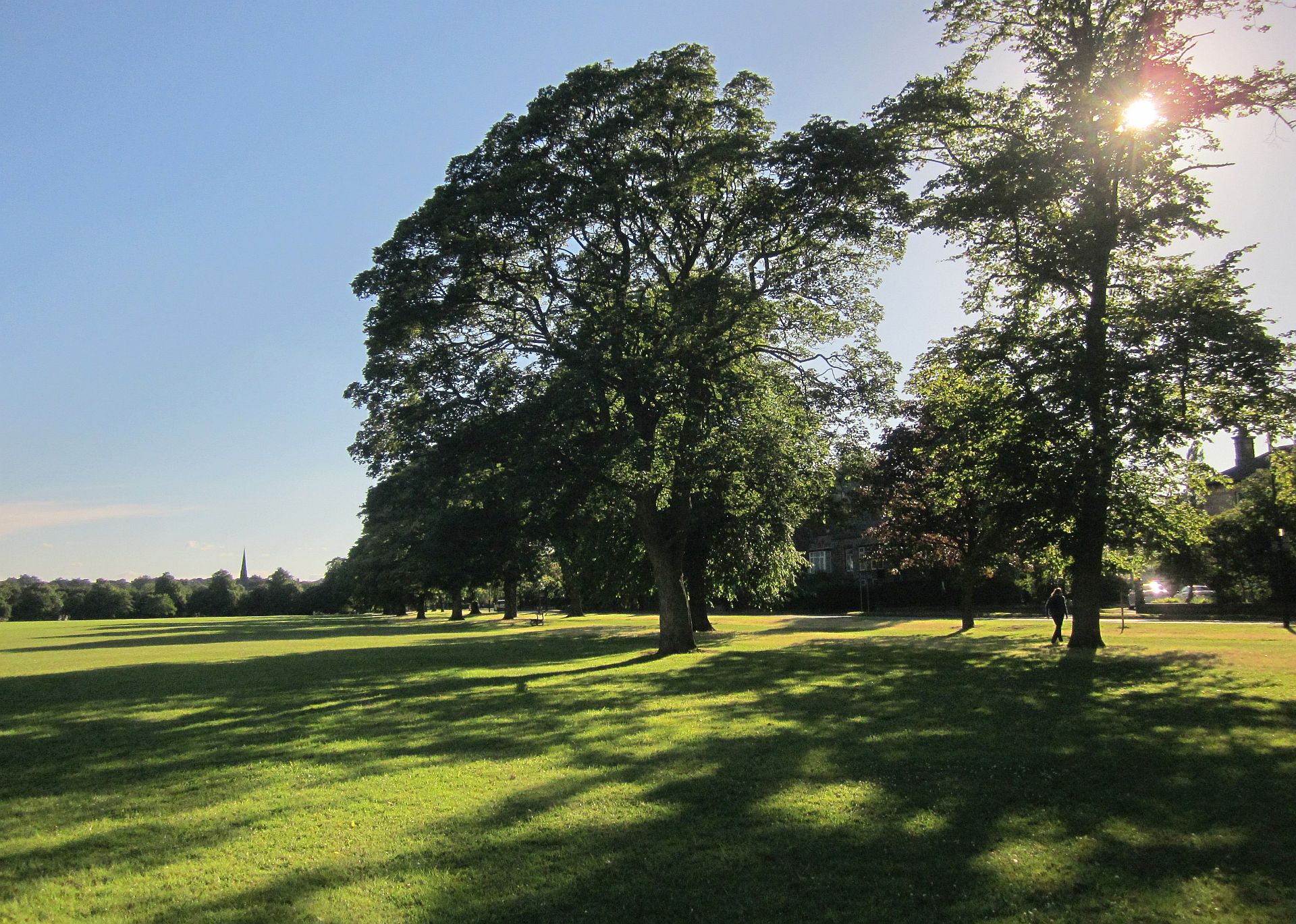 Mature trees and green parkland on the Harrogate Stray in summer, North Yorkshire